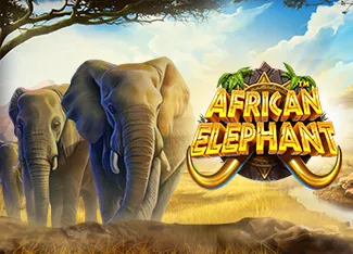 Pragmatic : African Elephant - MOTO128